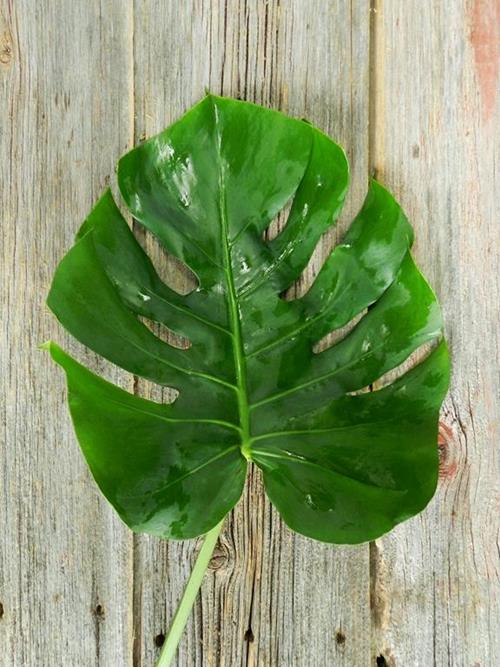 MONSTERA TROPICAL GREENS